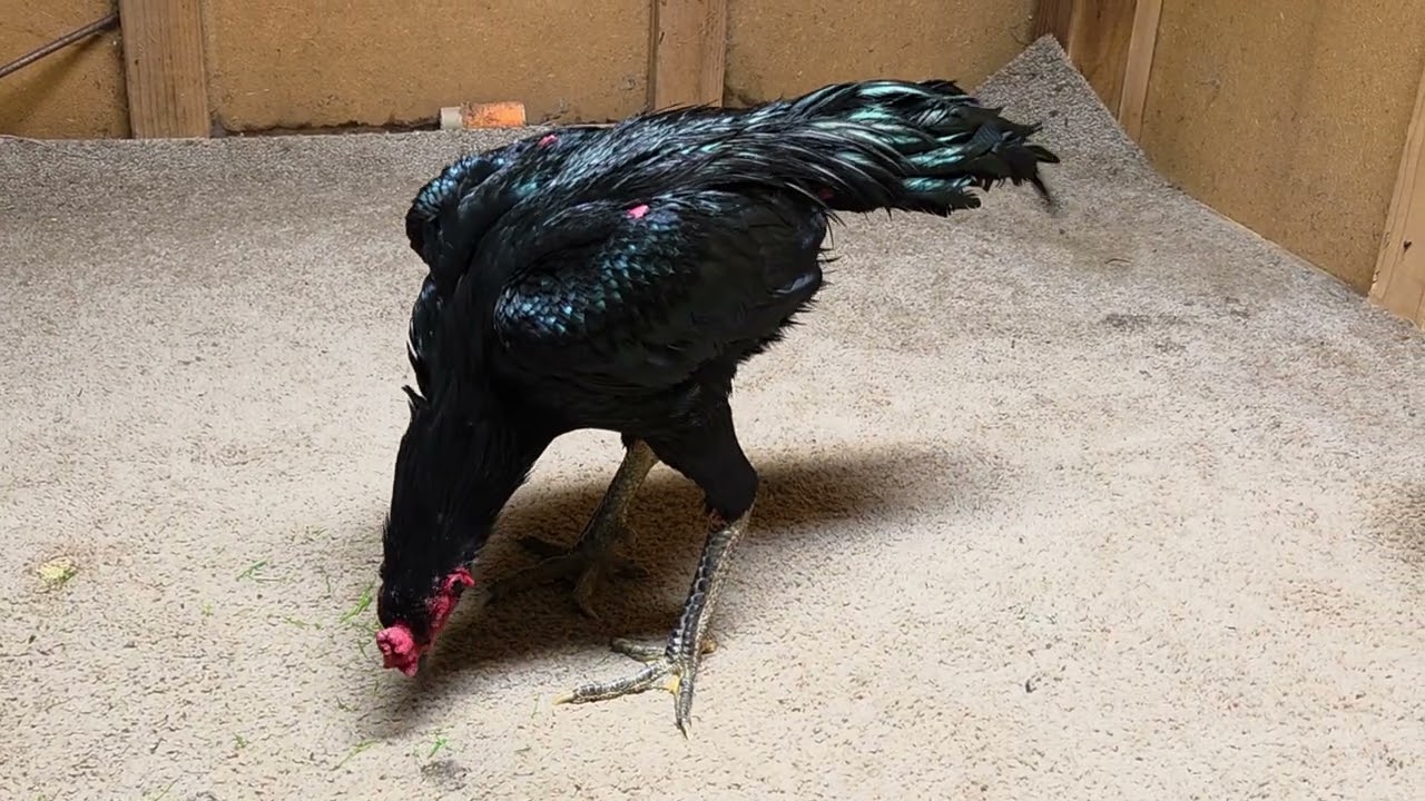 Qaib Pakoy 100... (สายเยียร์กลองรัว🥁🥁🥁)