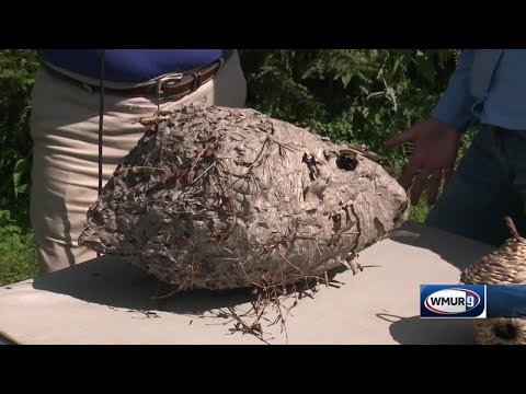 Grow it Green: Benefits of bald-faced hornets