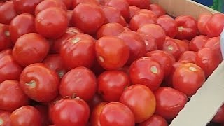 картинка: Зелёный Базар 7 утра вторник🥒🍅🥦🫐🌽🍆🍇🌶️🍓
