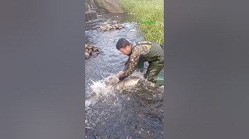 Cá Lớn - quá nhiều Cá Chép Khủng bắt đơn giản 😱 #khacthuyvlogg