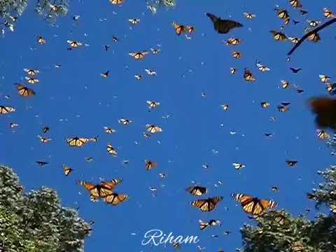 حالة واتساب مقطع من موسيقى مسلسل مدرسة الح ب