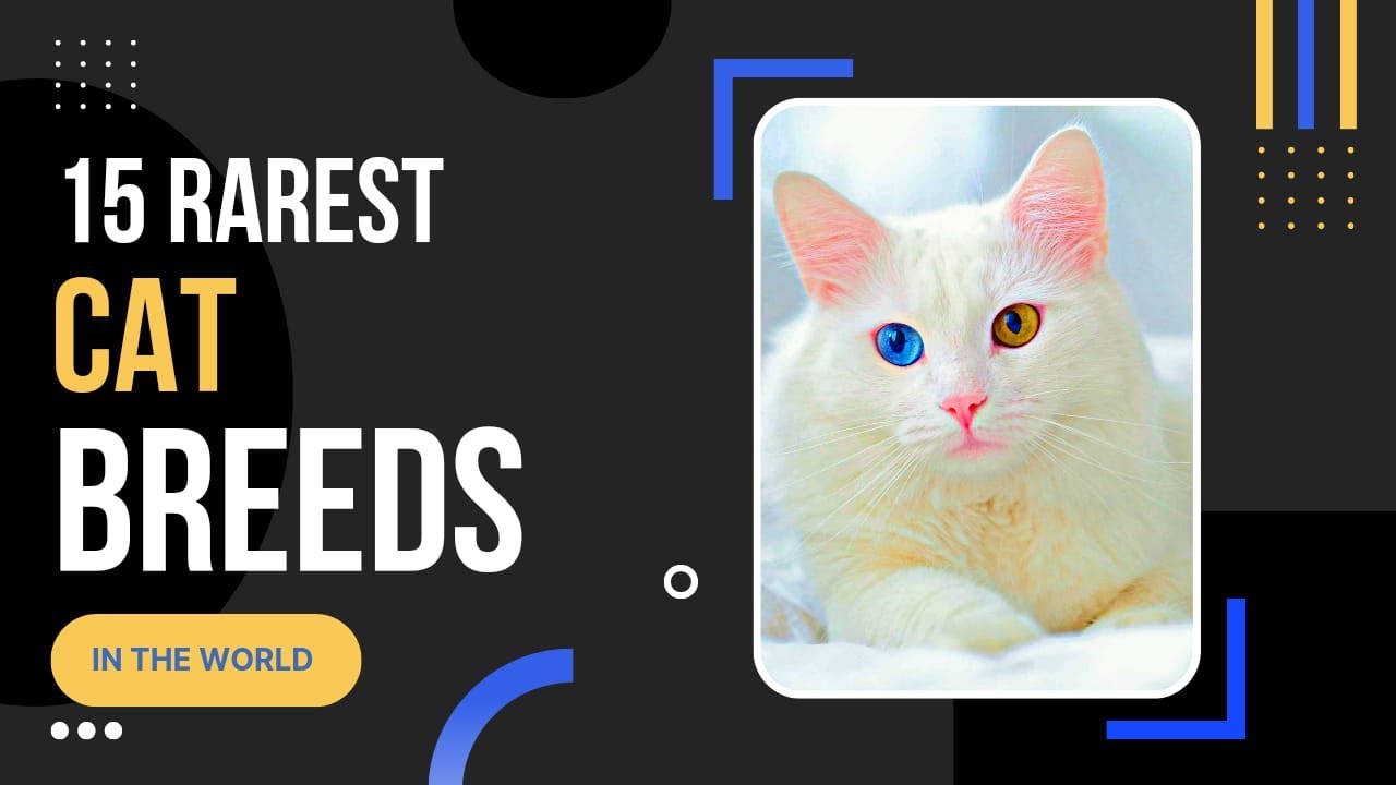 Top 3 Rarest Cats TOP 15 RAREST Cat Breeds In The World - YouTube