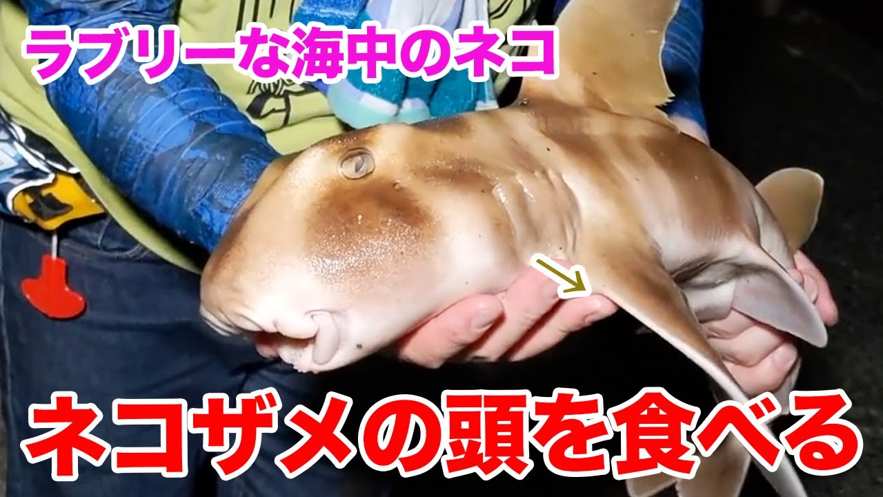 ラブリーな海中のネコちゃんの頭を食べる - YouTube