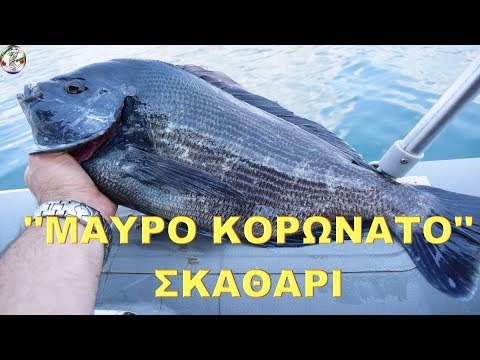 ''ΜΑΥΡΟ'' ΚΟΡΩΝΑΤΟ ΣΚΑΘΑΡΙ!!!