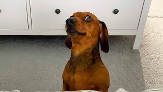 Funny Miniature Dachshund dogs Instagram videos 2024| Enjoys with Funny Dachshunds Try To Not Laugh