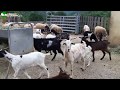 Las cabras rescatadas en Huesca conviven con el resto de ovejas y cabras