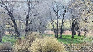 2026-CraneCam 0410B