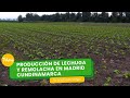 Producción de lechuga y remolacha en Madrid Cundinamarca 🥬- TvAgro por Juan Gonzalo Angel Restrepo