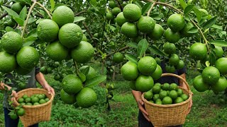 LIVE🔴 Grow LEMONS at Home with These Secret Tips