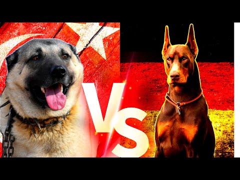 Turkish Kangal Vs Doberman Köpekleri #kangal #doberman #köpek