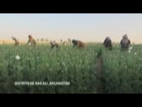Video: California Poppy Info - Aprenda sobre el cultivo de amapolas de California
