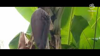 Faida Ya Toto La Ndizi