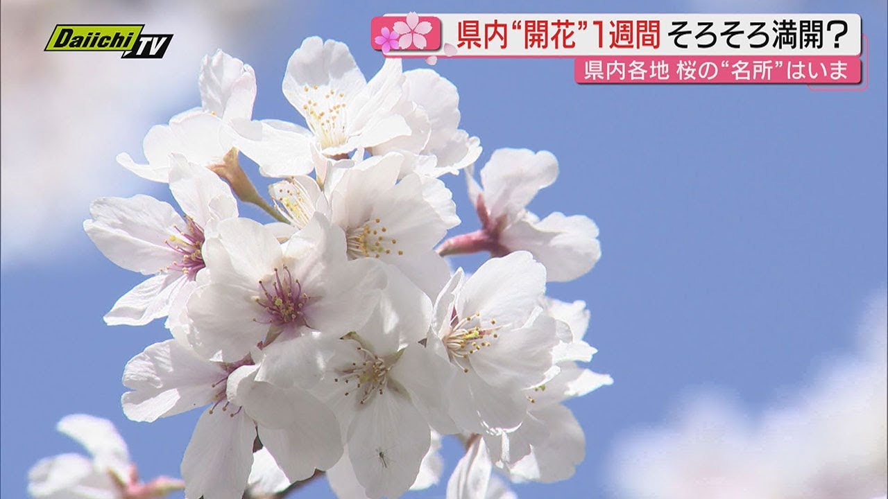 各地の桜は…】｢桜開花｣発表から1週間…｢寒の戻り｣から一転し春