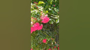 أيات من القرآن الكريم بصوت القارئ عبد العزيز سحيم💐