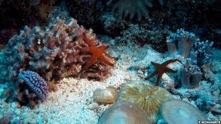 STUNNING TIME-LAPSE SHOWS CORAL REEF'S SECRET LIFE ON THE GREAT BARRIER REEF - BBC NEWS