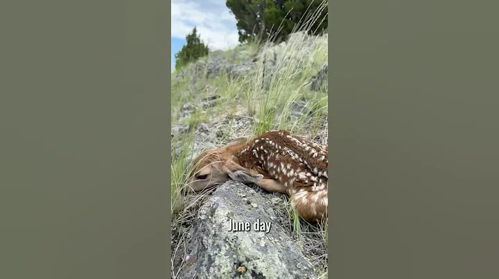 Mule Deer Fawn!
