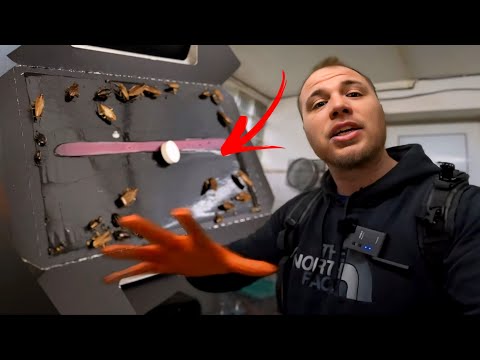 Pièges MASTER TRAP+ contre les cafards : résultat après 10 jours