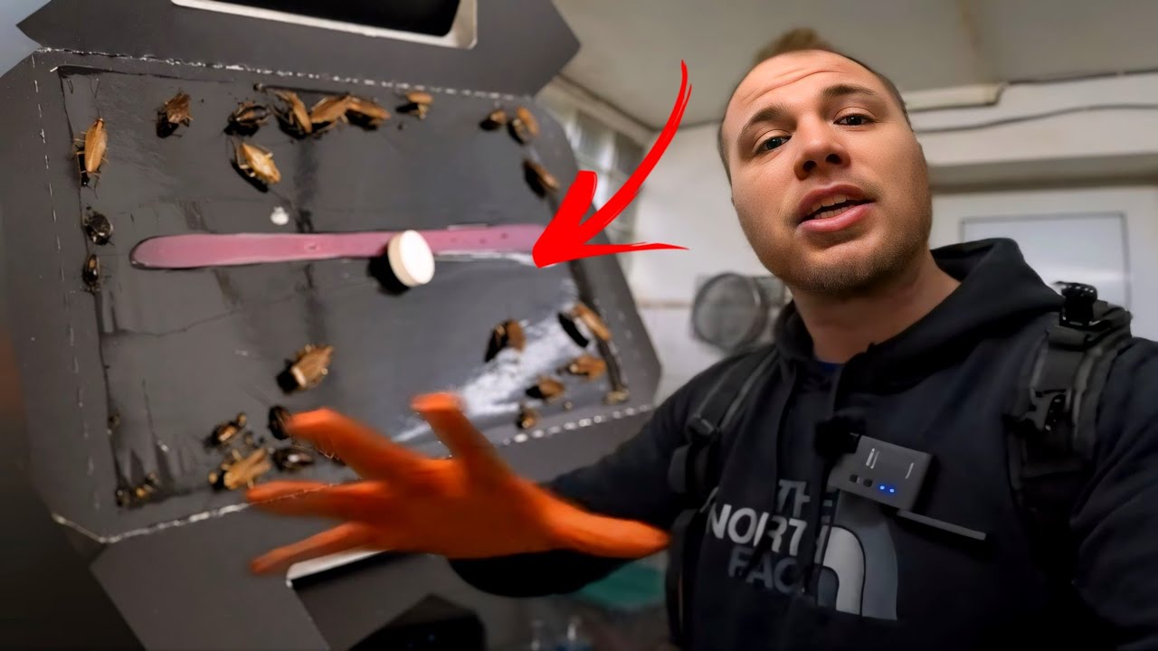 Résultats des pièges anti cafard MASTER TRAP+