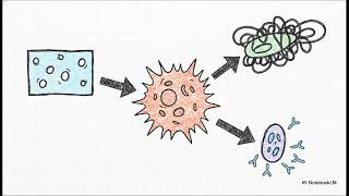 Igg4- Related Diseases -pathogenesis