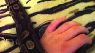 Celebrity big female ball python update Net Worth