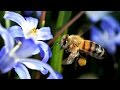 Planet Wissen - Bienen, vom Leben und Überleben