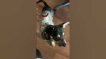 Behavior Modification: Pre-training Video pt 2