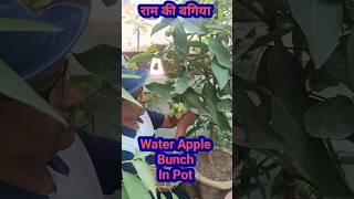 Water Apple Fruiting Bunch in Pot। A Unique Shaped Exotic  #waterapple #jamrule #वायरएप्पल #exotic