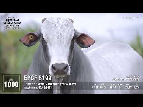 LOTE 1000 - EPCF 5199 - 5º LEILÃO TERRA BRAVA, GENÉTICA ADITIVA & CONVIDADOS - EXPOZEBU 2023