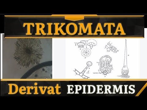 Trikomata - Biozone Reborn : Derivat Epidermis