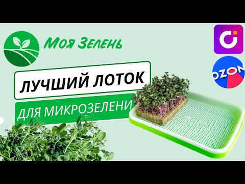 Лучший лоток для