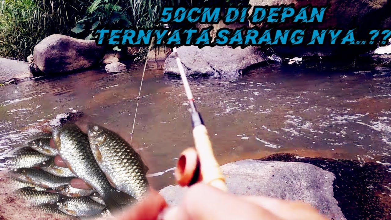 Plung Nyoott.. Mancing Ikan Benteur/Wader Pas Di Sarang Nya | Spot Beunteur kab. cianjur