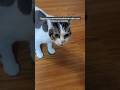 Ziggy has nervous breakdown when new kitties are visiting. #cat #cute #catshorts #pets