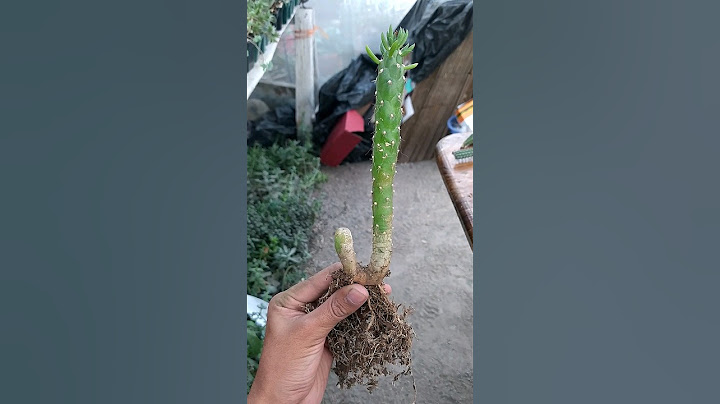 Qué forma más extraña jaja #plantas #cactusmania #cactus #cactusysuculentas #flores #succulents