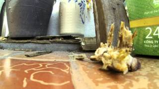 Leaping LIZARD GoPro Vietnam