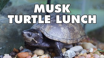 Musk Turtle | Animal Feeding