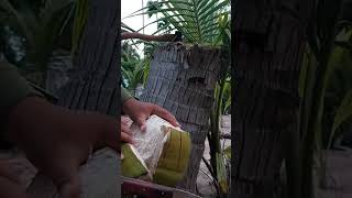 ??? The natural sound of peeling a coconut is super fantastic.reels shorts coconut sound food