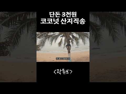 3천원에 즐기는 직접 따주는 코코넛