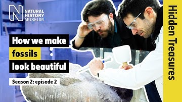 Fossils in rocks: how do we get them ready for display? | Hidden Treasures | S2E2