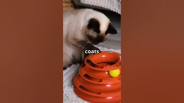 Watch the video about Siamese Cat Facts You Never Knew! 🐱🐱🐱🐾💙#SiameseCat #CatFacts #AnimalShorts