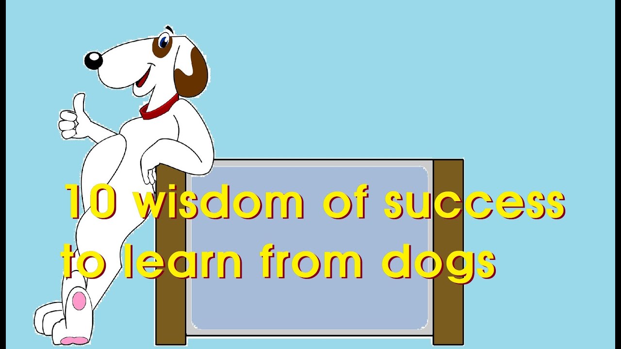 Short Story: 10 wisdom of success to learn from dogs
