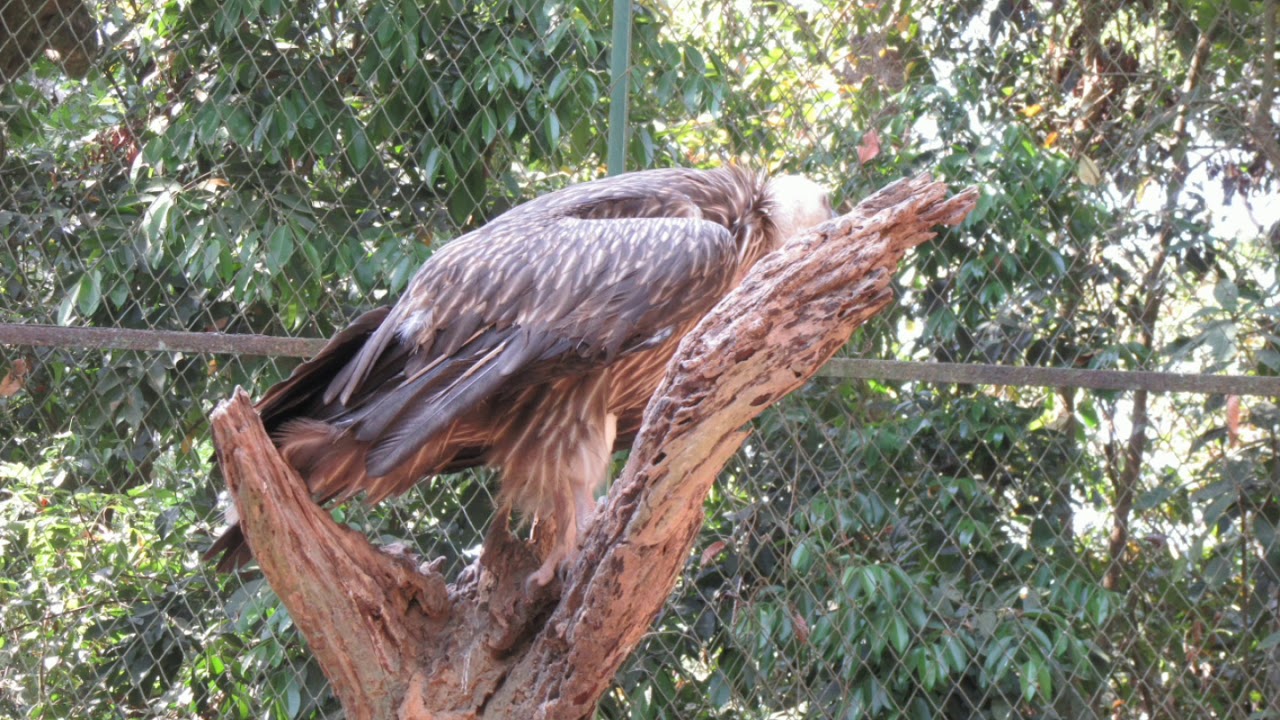 bongobondhu safari park cox's bazar