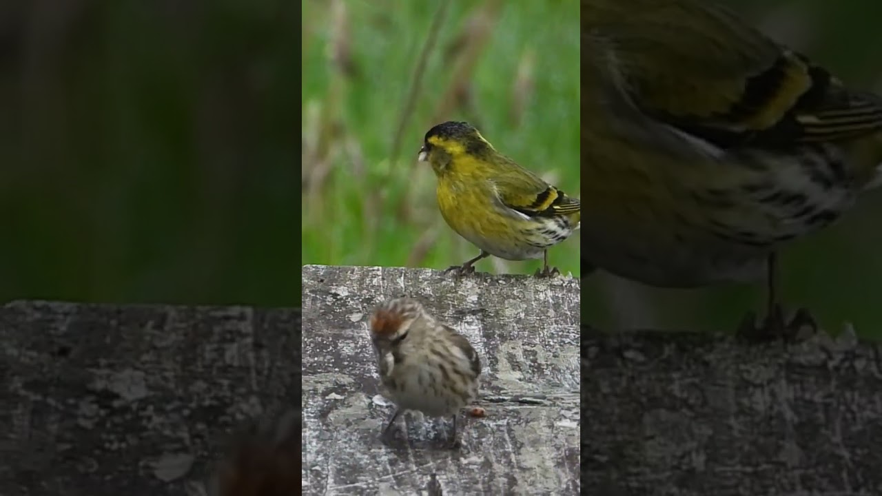 On this weeks video - 2026 Global Birding Big Day