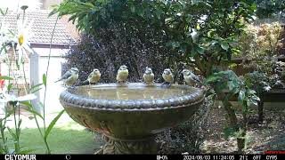 LIVE STREAM: Blue tit nest 16th April 2026 - I spy three eggs!