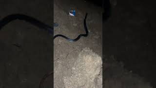 Download Lagu COBRA SNAKE QUICK RELEASING MP3