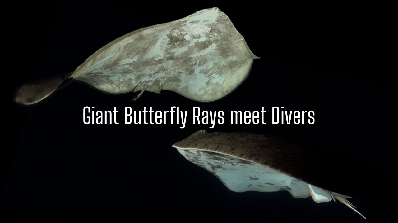 Giant Butterfly Rays meet divers at night