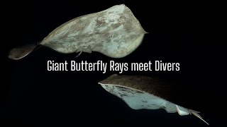 Giant Butterfly Rays meet divers at night