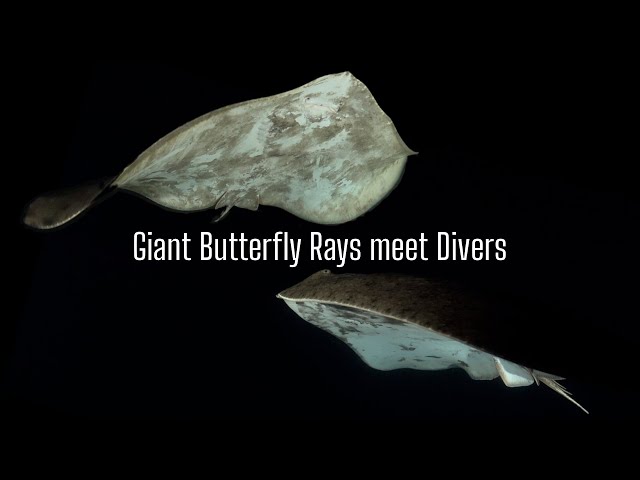 Giant Butterfly Rays meet divers at night