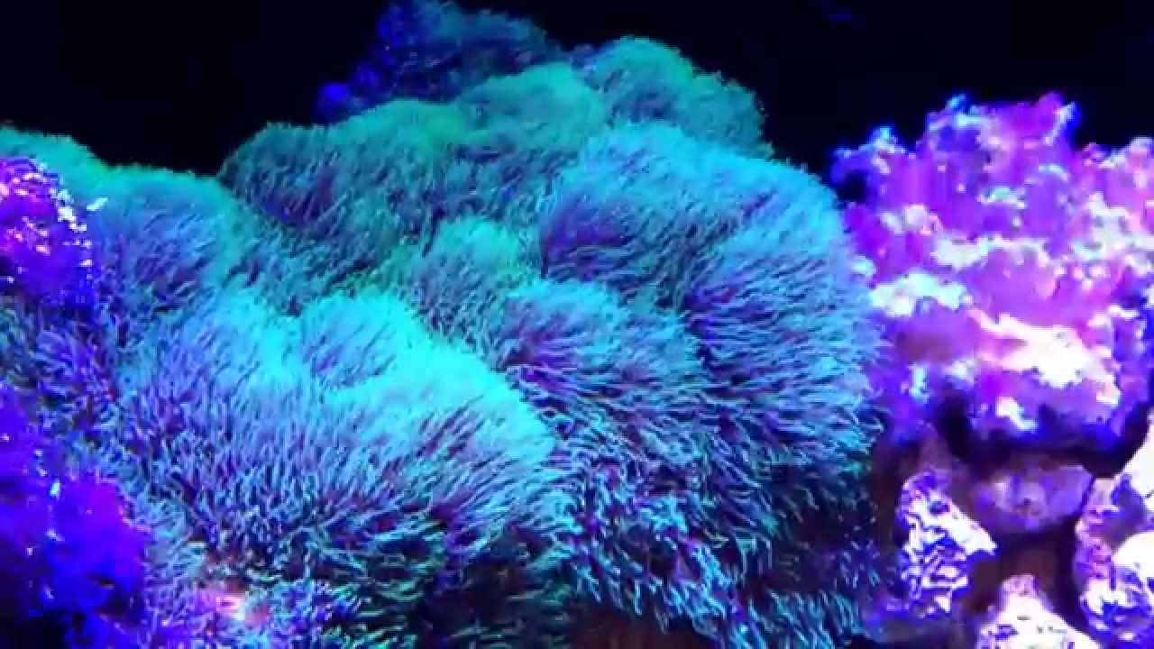 Green Star Polyps