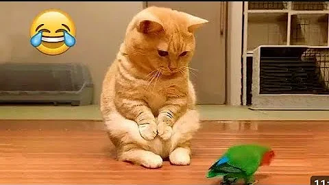 Watch the video about 24 minutes of adorable and cats and kittens videos to keep you smiling 😍🥲