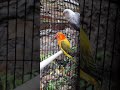lovebird Gold and white